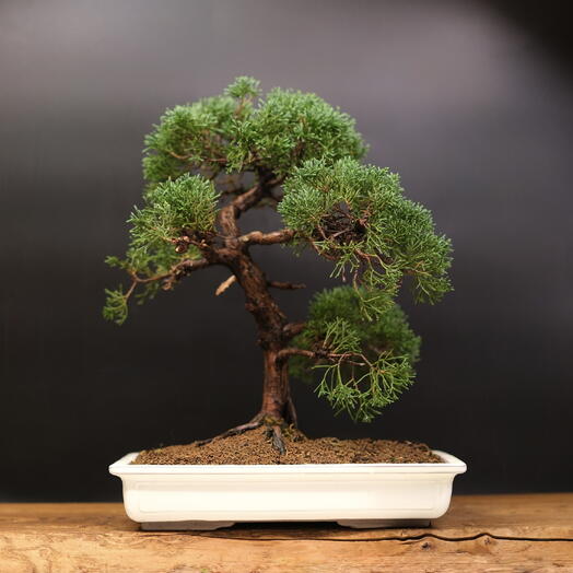 Бонсай Можжевельник Itoigawa (Japan), 43см