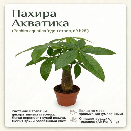 Пахира Акватика