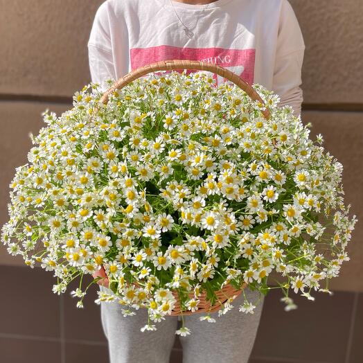 Корзинка с ромашкой
