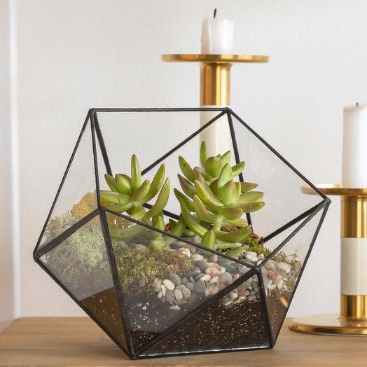 Florarium Icosahedron - With succulents and moss