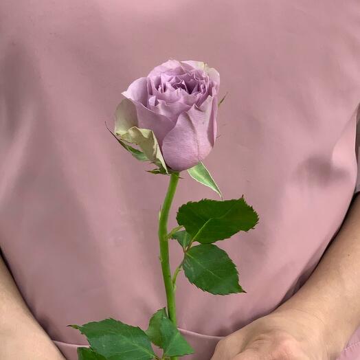 Rosa de una sola cabeza "Samantha Bridle"