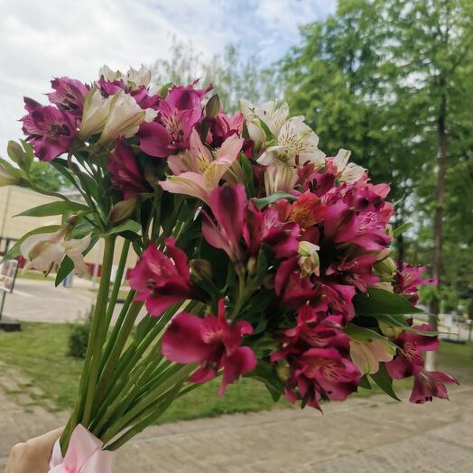 Букет из разноцветный альстромерии