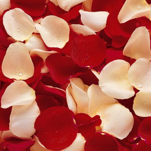 Rose petals