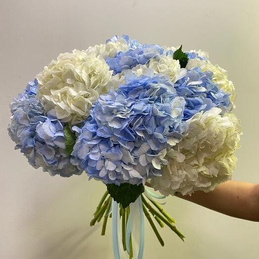 Hortensia Azul y blanca