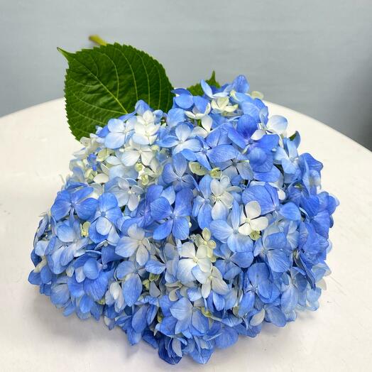 Hydrangea