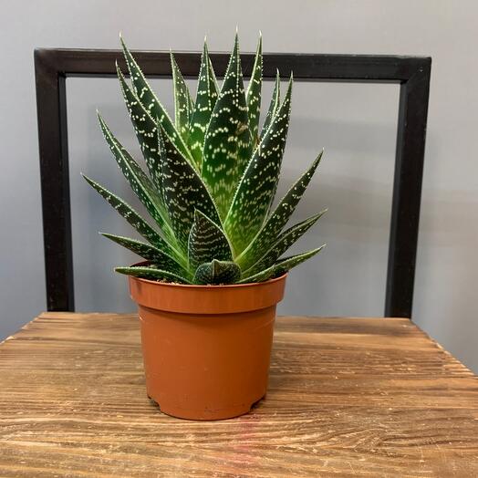 Planta de interior