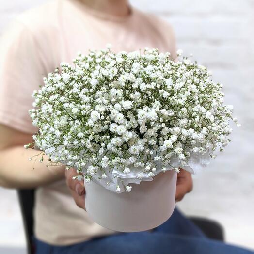 Gypsophila in a box