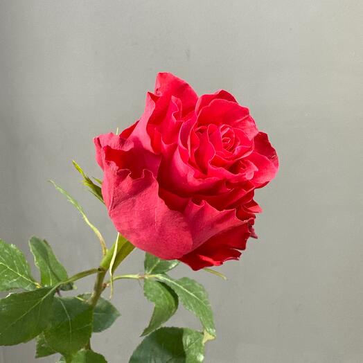 Rosa Altamira 70 cm