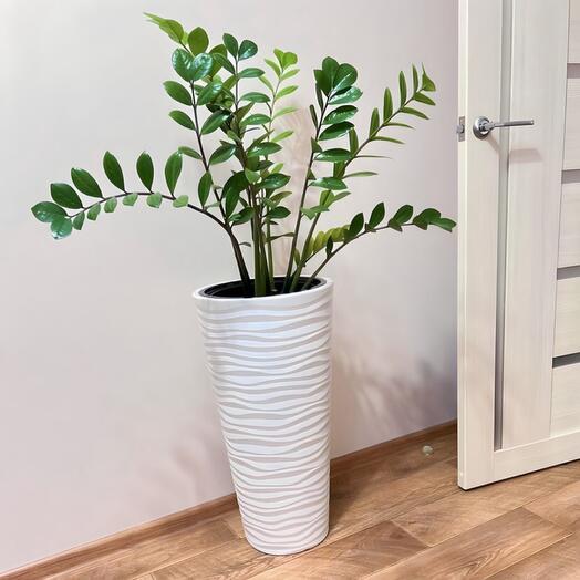 Замиокулькас долларовое дерево