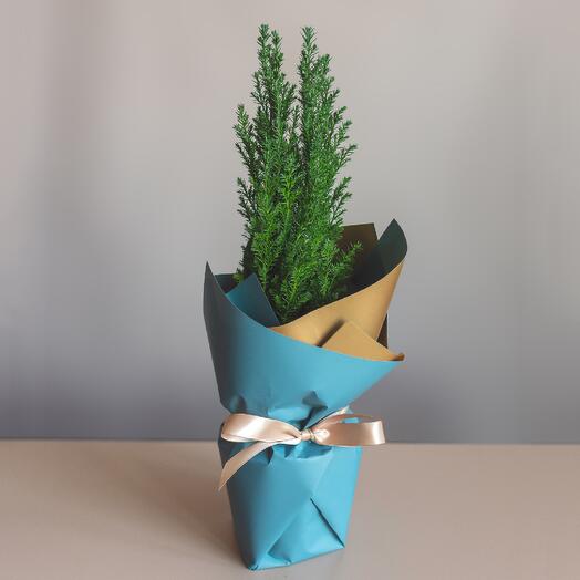 Кипарис (маленькая ёлочка в горшке!)