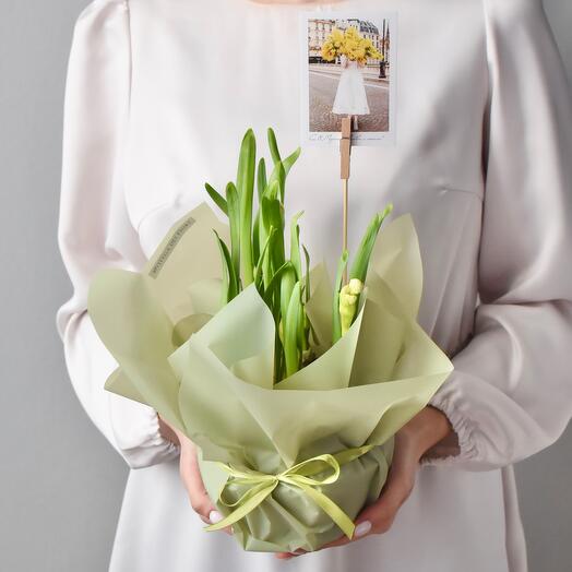 Весенние первоцветы | Нарциссы Bridal Crown белые пионовидные