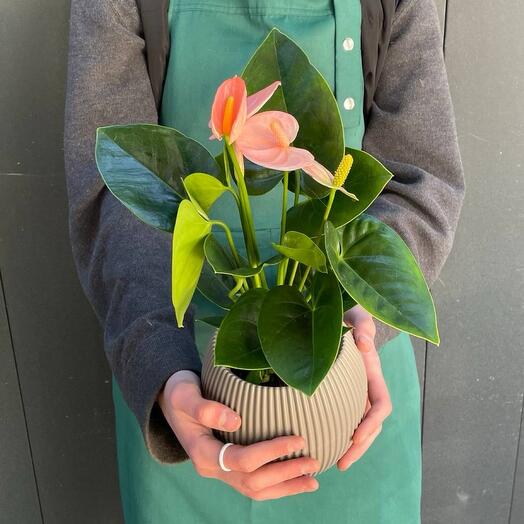 Антуриум «Спагнум»🌱