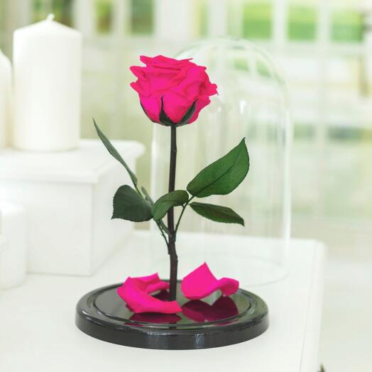 Роза в колбе «King» фуксия