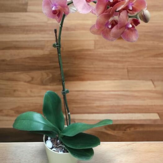 Phalaenopsis Orchids