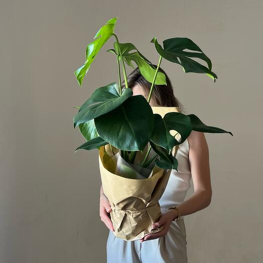 The perfect monstera
