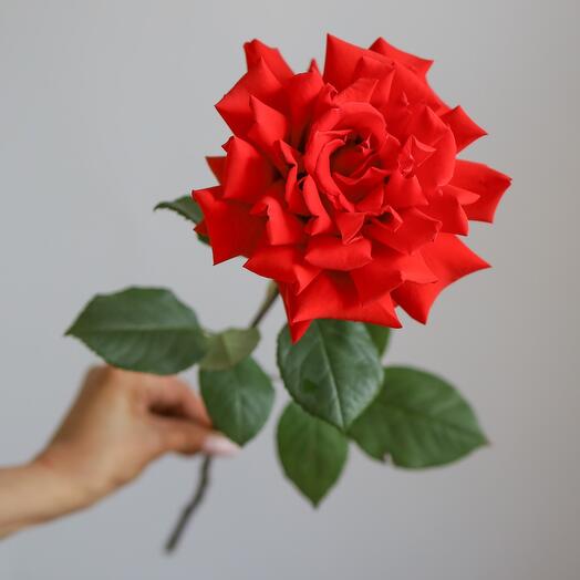 Rosa escarlata francesa, persistente🌹