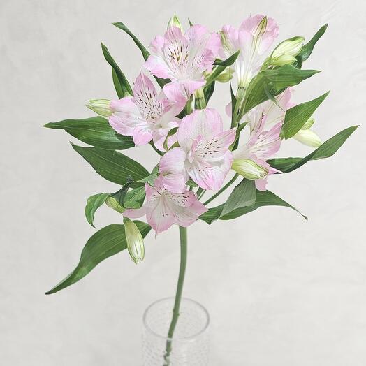Alstroemeria(1)_