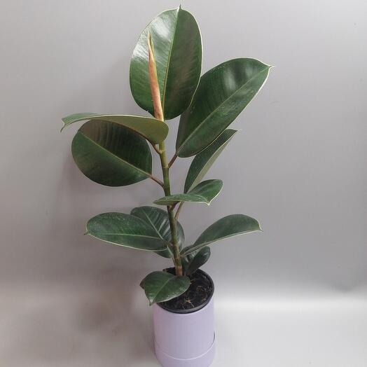 Комнатное растение Фикус Эластика