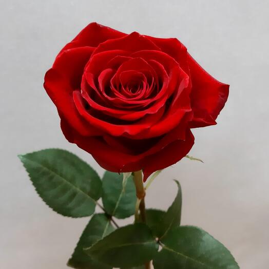 Роза Экспрорер