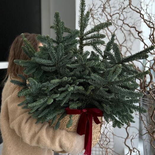 ECO корзина с нобилисом (размер XL)