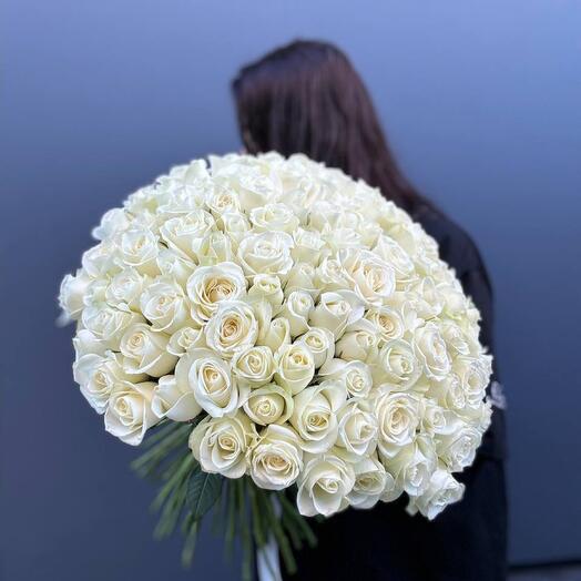 101 rosa blanca