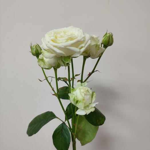 Кустовая роза Мисс Бомбастик