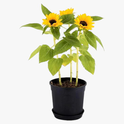 Ornamental Sunflower – Helianthus Annuus-in a Beautiful Ceramic Pot