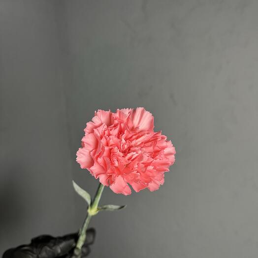 Диантус розовый💕