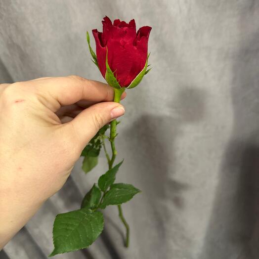 Роза мадам ред