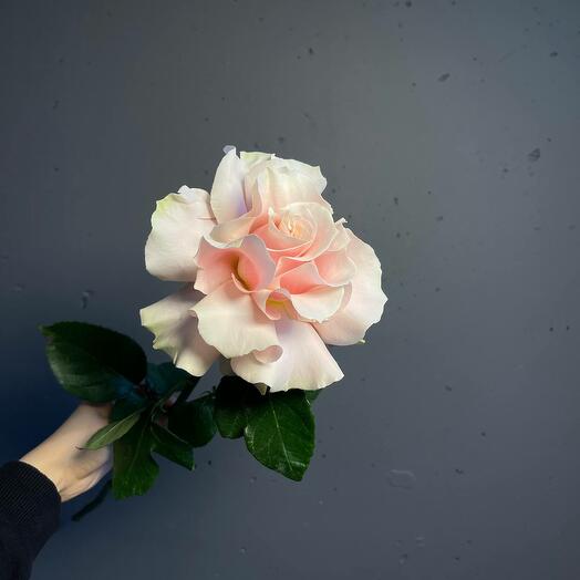 French Pink Mondial rose