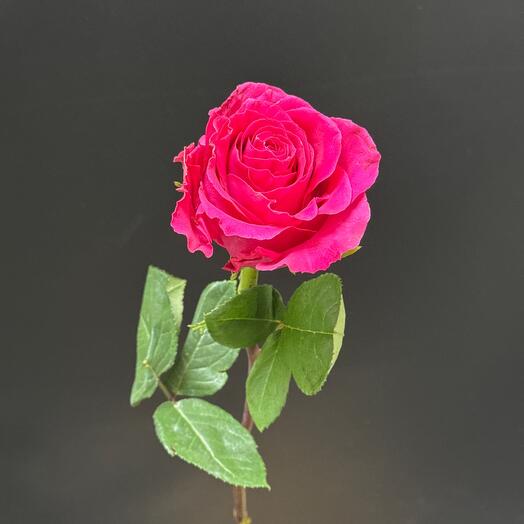 Роза Фиолетовая 40 см