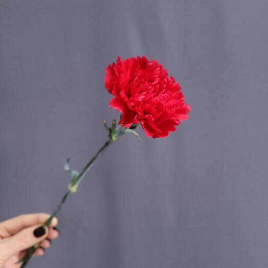 Red carnation