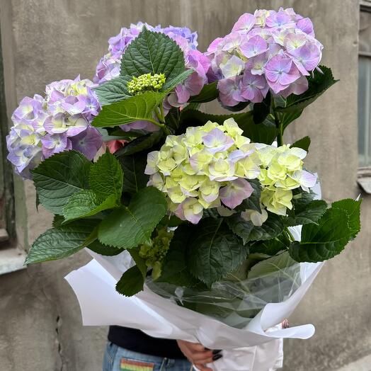 Сиреневая горшечная гортензия 💜