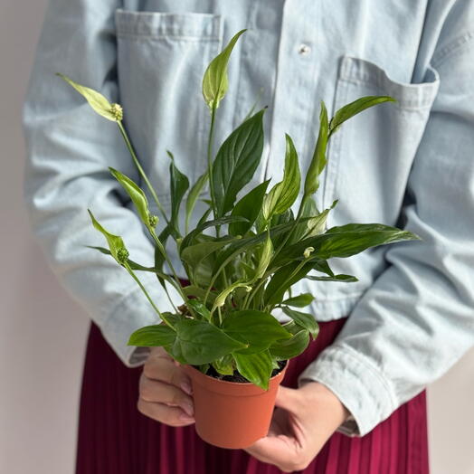 Спатифиллум 9/30