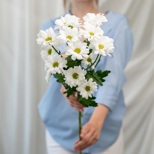 Кустовая хризантема ромашка Сибирис