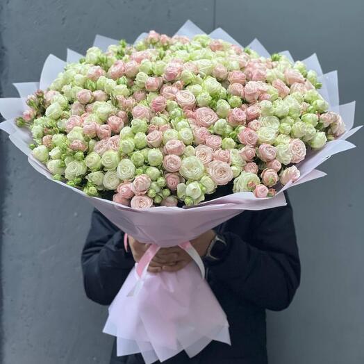101 кустовая Роза пионовидная 70 см Голландия