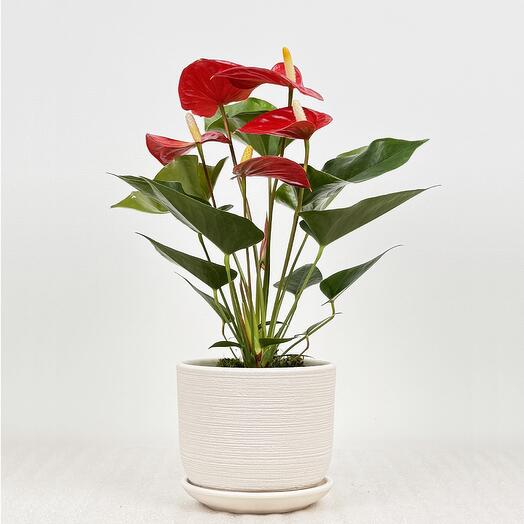 Антуриум красный, в белом керамическом горшке с поддоном, высота 30-35см