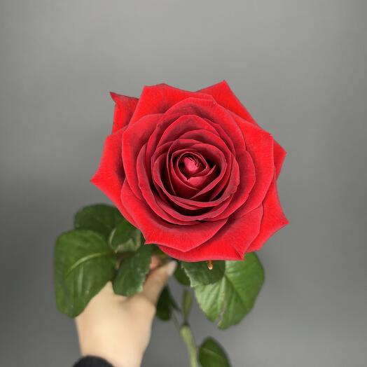 Red rose