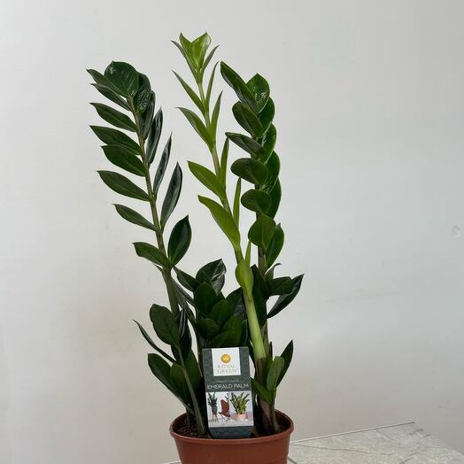Замиокулькас Emerald Palm