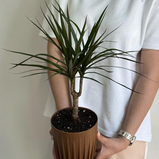 Драцена пересаженная в серое кашпо