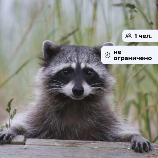 Крошка Енот. Посещение мини-зоопарка