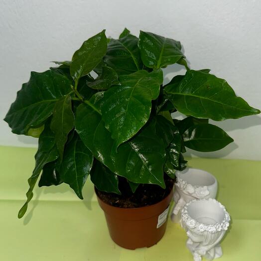 Кофе Арабика