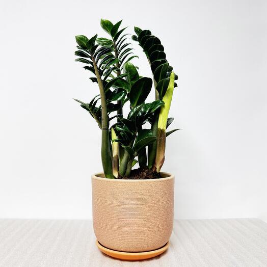 Замиокулькас Зензи в кремовом керамическом горшке с поддоном, высота 45-50см