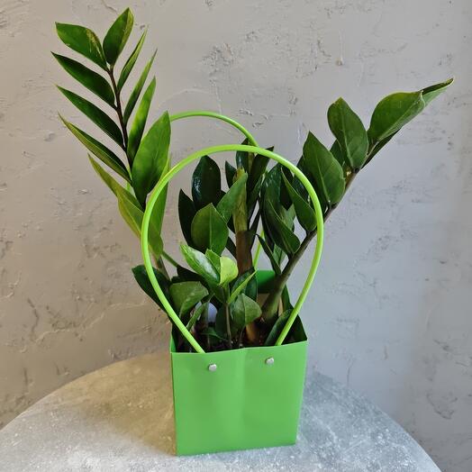 Замиокулькас D12