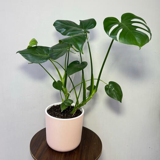 Монстера Делициоза