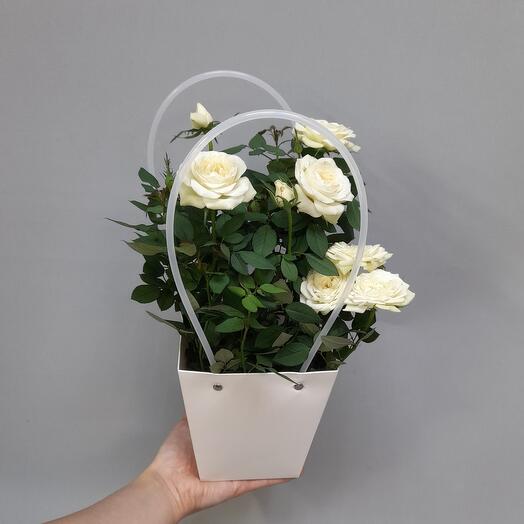 Роза белая
