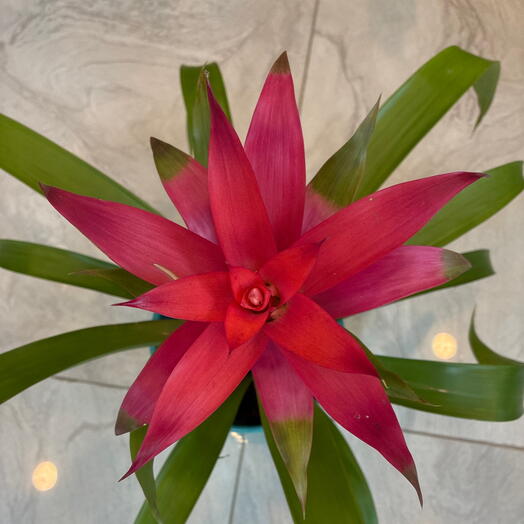 Pembe Guzmania çiçeği turkuaz renk seramik saksı ile