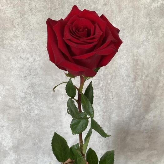 Роза Эксплорер