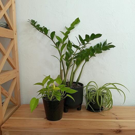 Замиакулькас+эпипрениум Неон+хлорофитум Бонни