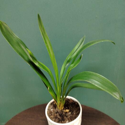 Кливия  в горшке